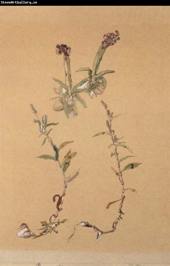 Hans Weiditz Orchis morio